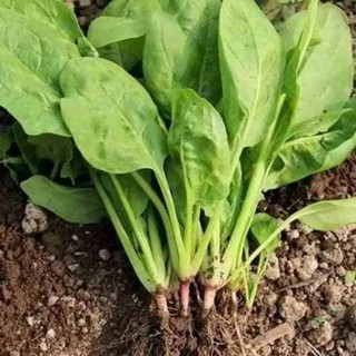 15 Gram hạt giống cải bó xôi chịu nhiệt (rau chân vịt)