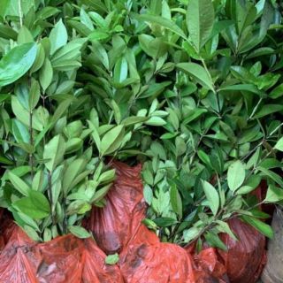 Cây giống chery brazil nhập khẩu 100%