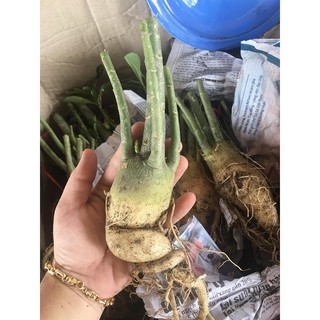 3 củ sứ 60k