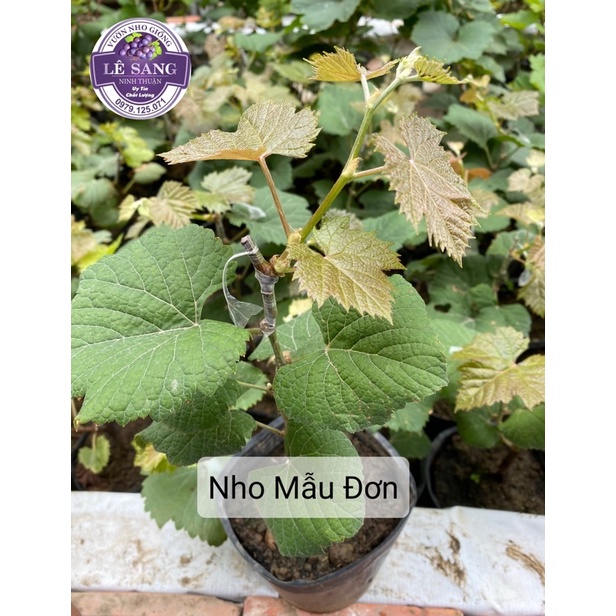 Cây Nho Giống Mẫu Đơn Shine Muscat.