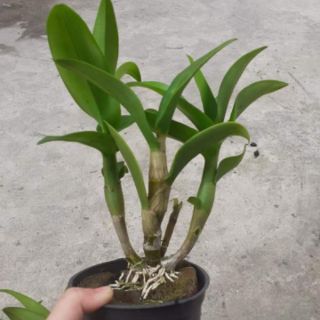 Hoa lan denro lai cát  ( cattleya)