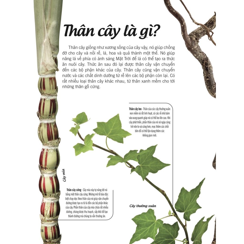 Sách - Bách Khoa Thư Về Thế Giới Thực Vật - Cây, Lá, Hoa Và Hạt