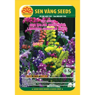 Hạt giống Hoa Xalem Mix Nhiều màu dễ trồng