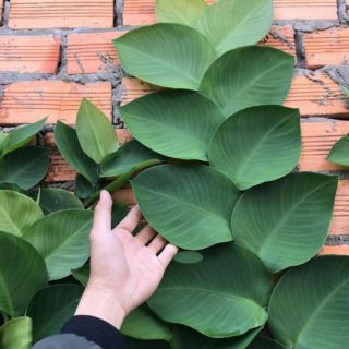 Dây cắt kè ♌ leo tường