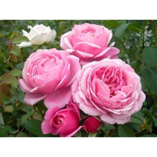 Cây hoa hồng Soeur Emmanuelle(hồng pháp)