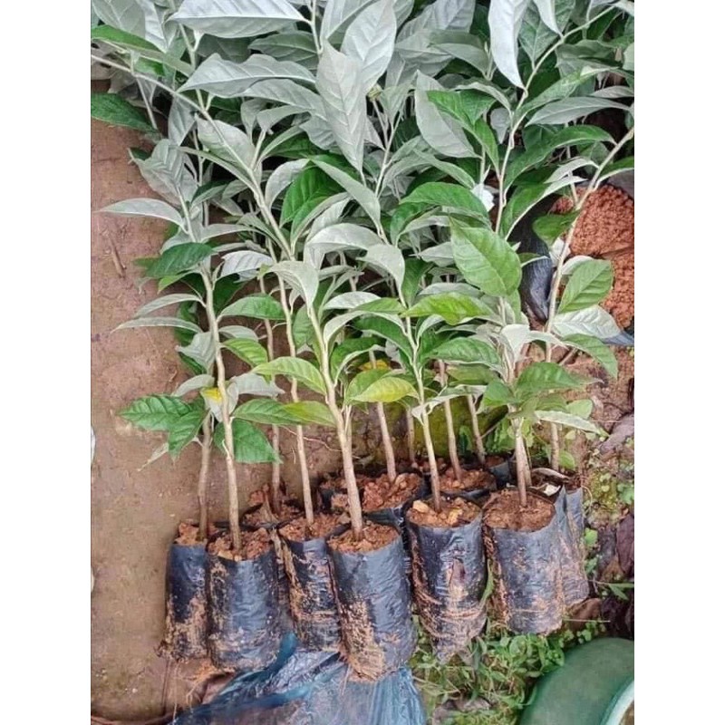 CÂY NHÓT NGỌT-GIÁ RẺ NHẤT THỊ TRƯỜNG