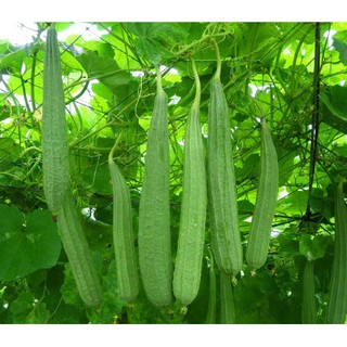 5 Hạt Giống Mướp Khía