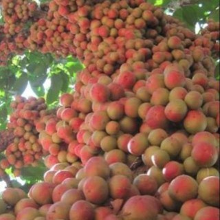 Cây dâu da đất giống