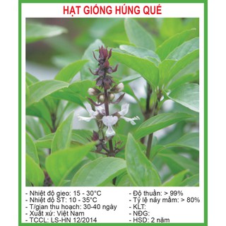 Hạt Giống Húng Quế