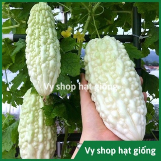 Hạt giống mướp đắng trắng (khổ qua bạch tuyết) gói 10 hạt