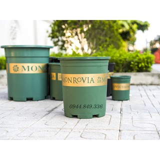 Chậu Monrovia VIỆT NAM 1GL