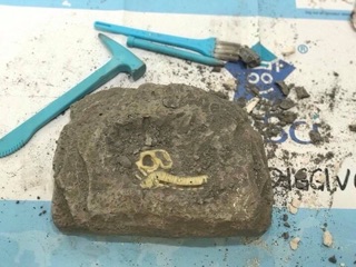 XƯƠNG KHỦNG LONG HOÁ THẠCH - DIG A DINOSAUR SKELETON
