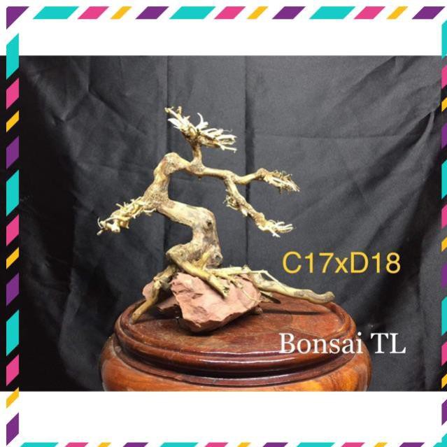 [Siêu Rẻ] Bonsai bể cá thuỷ sinh C17xD18