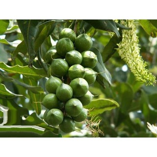 Sản phẩm cây giống MẮC CA - siêu sai quả, giá trị kinh tế cao - Hàng cây giống chuẩn F1