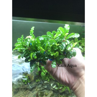 Bucep - Cây Thủy Sinh Giá Thể