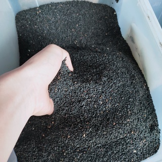 SẴN - 1KG HẠT VỪNG THƠM NGON CHƯA RANG