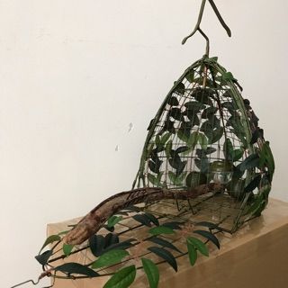 Lụp, lồng bẫy cu gáy