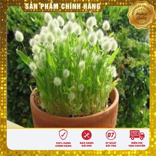 Hạt Giống Cỏ Đuôi Thỏ 50gr