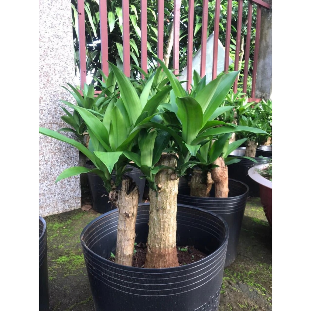 Khúc giống thiết mộc lan sọc vàng-khúc phát tài loại to đẹp dài 20cm