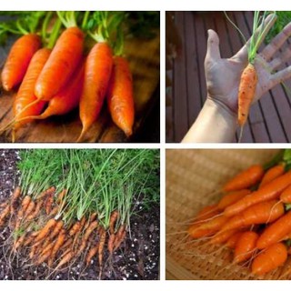 Hạt giống Củ cà rốt mini  tặng kích mầm