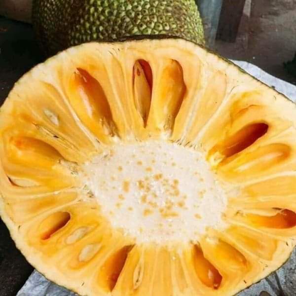 Cây Giống Mít nghệ tứ quý (cây ghép mau trái )