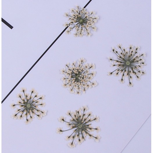 SET 12 Bông Hoa Queen Anne's Lace - Hoa Tuyết Pha Lê Làm Trang Sức