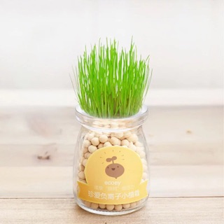 Cây mini để bàn