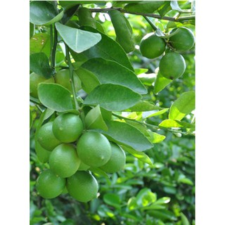 1Kg Lá chanh sấy lạnh