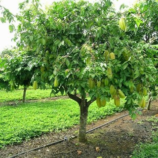 Hạt giống cây khế ngọt -  gói 5 hạt