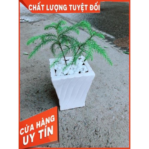 Chậu Tùng Bách Tán