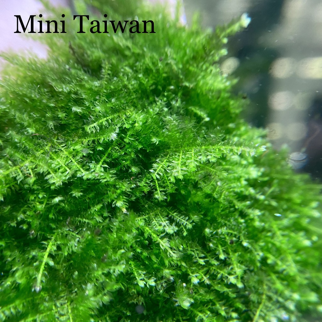 Vỉ Rêu Mini Taiwan - Gắn Lũa, Đá