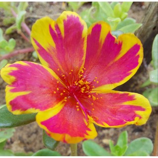 Sam thái đơn 10k/10cành