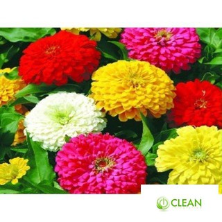 Hạt Giống Hoa Cúc Lá Nhám Mix Nhiều Màu (50 Hạt)