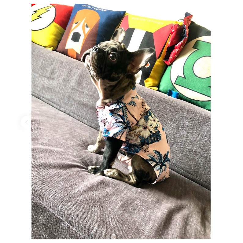 ÁO CHO CHÓ MÈO THỜI TRANG HAWAI -  LOVE PETS SHOP