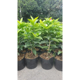 mỹ hồng 1 cốt