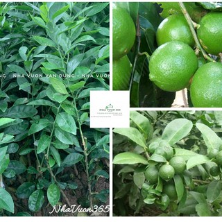 Cây giống chanh tứ quý ghép cành bầu đất (ảnh thật cây giống có sẵn tại vườn)