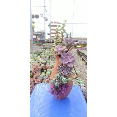 Chậu đất nung - chậu bình hoa xẻ thân