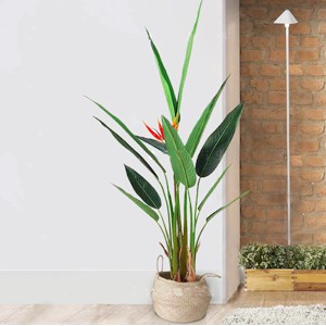 Cây Chuối Thiên Điểu ( Cây thật)