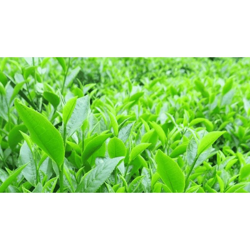 TRÀ XANH TÂN CƯƠNG THÁI NGUYÊN