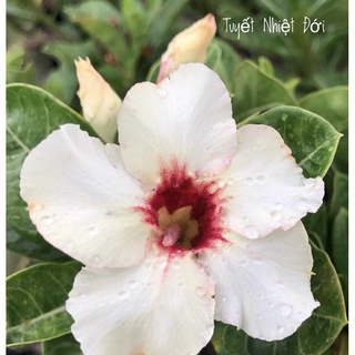 cây sứ thái ghép hoa đơn 1 lớp