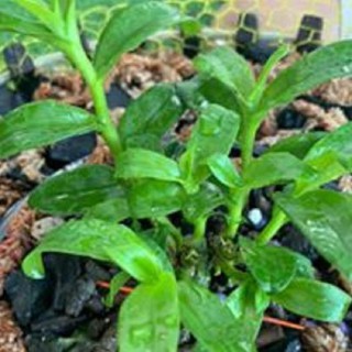 [FREESHIP - Xả Khô Máu] Hoa lan phi điệp tím bắc cạn(kì hoa dị thảo,cao 20cm)