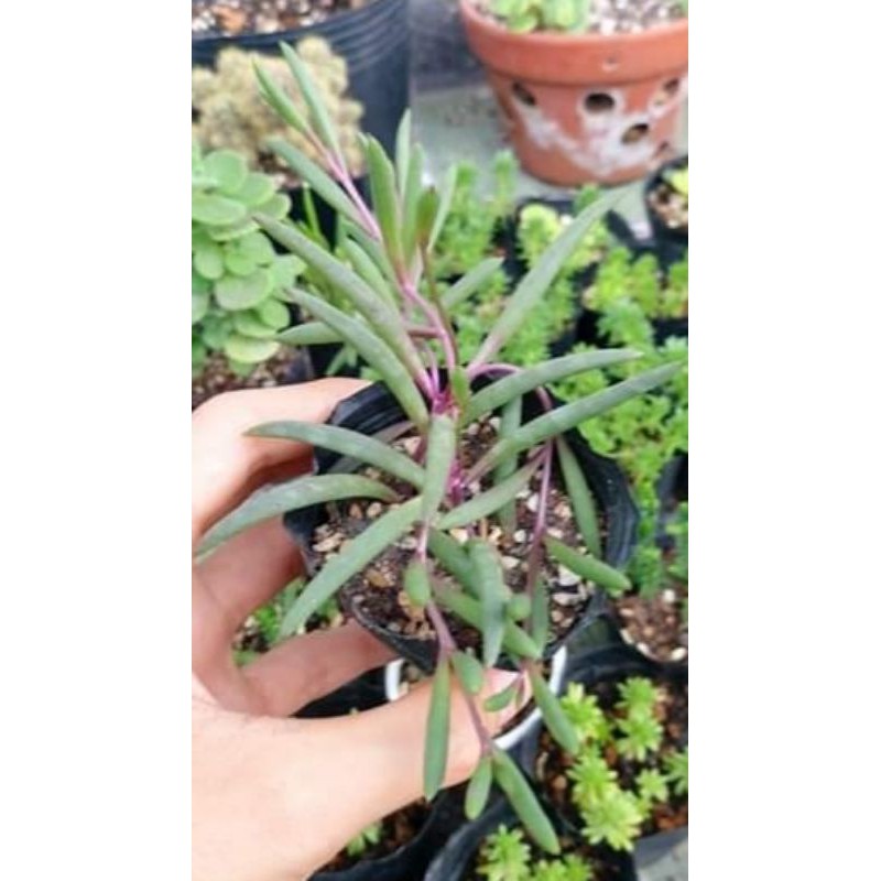 Sen đá giọt nước lá dài, string of banana, Senecio radicans. Lưu ý !¡ bán nhánh bán nhánh bán nhánh