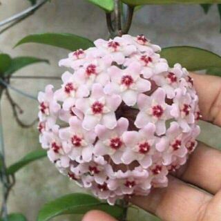 Lan cẩm cù chậu lớn sắp hoa