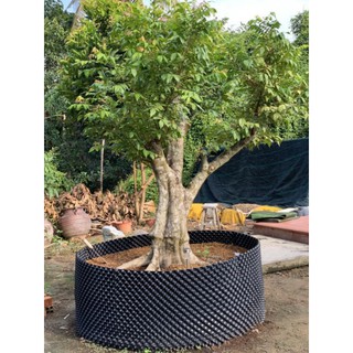 10 MIẾNG BẦU NHỰA ƯƠN CÂY (đủ kích cỡ)  LOẠI 7 DEM