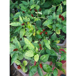 Ớt Xiêm Rừng (20-25 hạt)