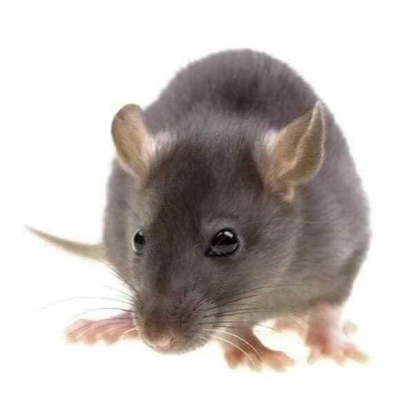 GÓI DIỆT CHUỘT STORM ĐỨC AN TOÀN THÂN THIỆN MÔI TRƯỜNG