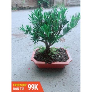 Chậu Tùng Vạn Niên Size Lớn