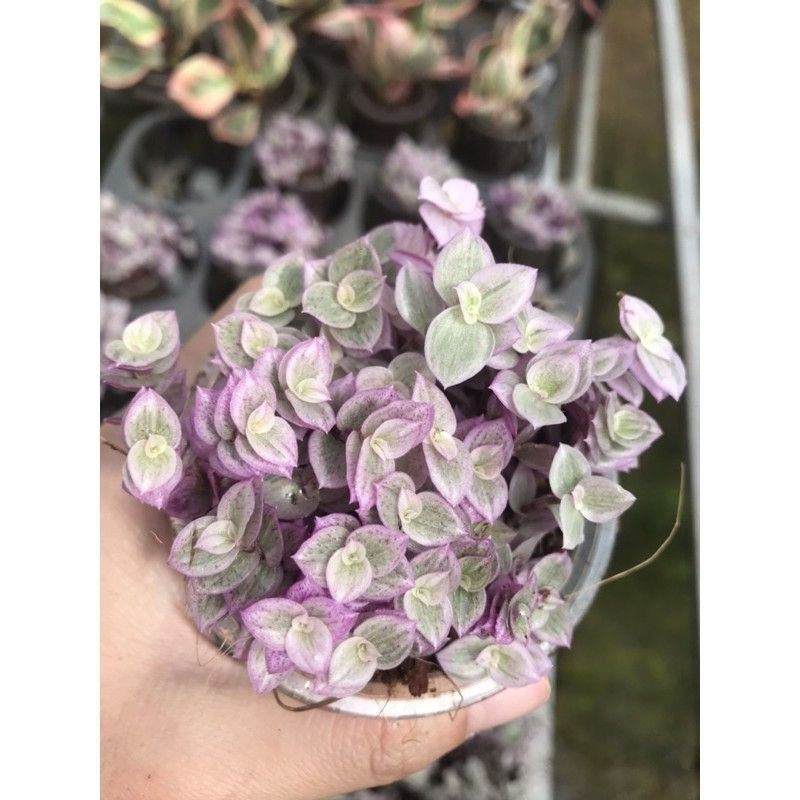 Chậu cứng Bộ sưu tập thài lài