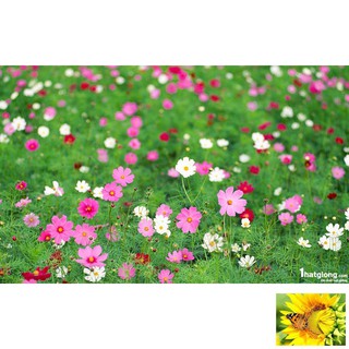 Hạt giống Sao nhái mix (100 hạt)