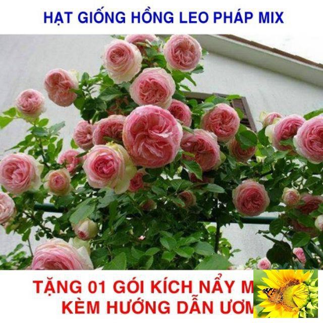 Gói 20 Hạt giống hoa Hồng leo Pháp mix (Tặng gói kích mầm, hướng dẫn ươm)